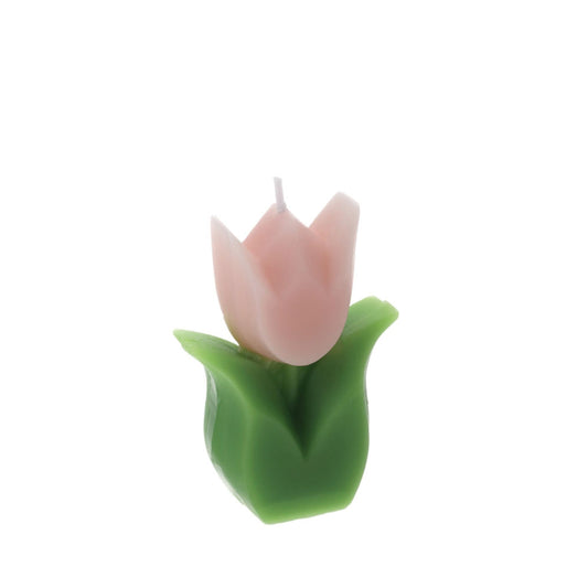 Hervit – Candela Tulipano